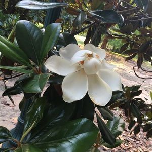 Meet your Posher, Ohnmar